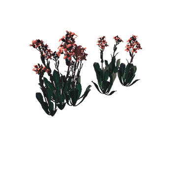 Flower Daggerpod4_1